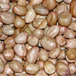 Kacang kacangan