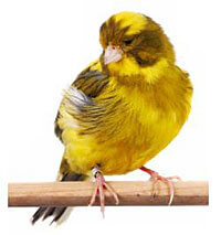 BURUNG KENARI (CANARY)