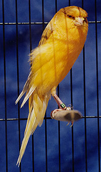 BURUNG KENARI (CANARY)