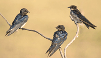 Burung Walet