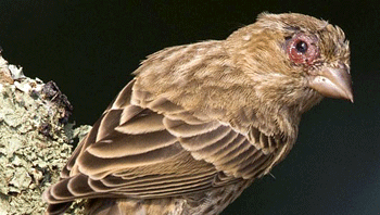 Burung kurang Vitamin