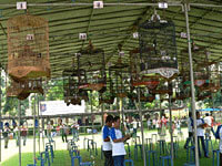 Lomba Burung Murai Batu