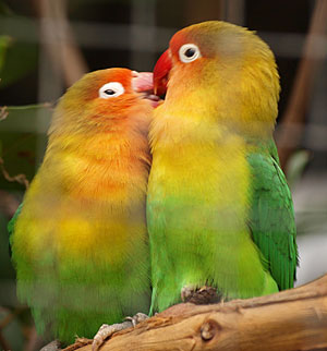 TIPS PERAWATAN DAN CARA MERAWAT BURUNG LOVEBIRD (LOVE BIRD)