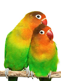 Perawatan Lovebird