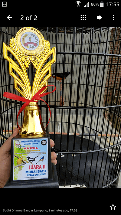 Murai Batu Juara