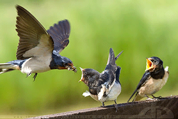 Breeding burung