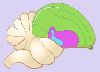 Diagram Otak Burung Berkicau