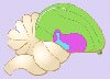 Diagram Otak Burung