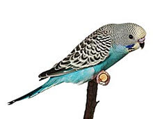 Suara Burung Parkit Suara Burung Parkit