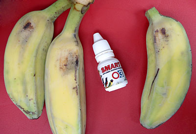 Pisang untuk Burung