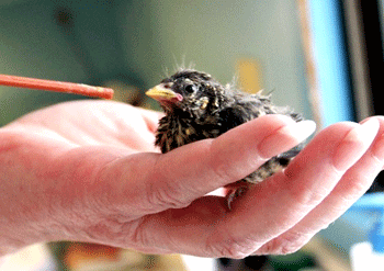 Vitamin burung untuk anak burung