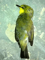 Pleci mati