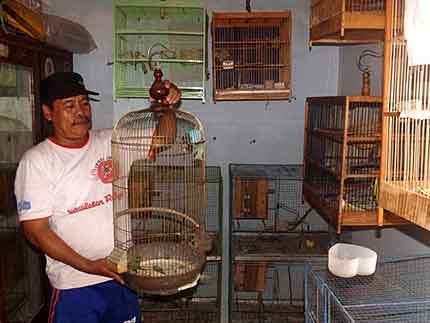 Ruang Breeding Burung