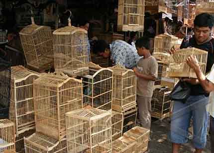 Sangkar Burung