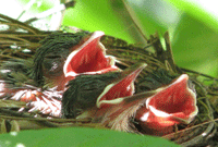 Sarang burung