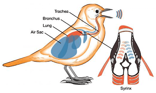 Birds Research