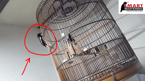 Territory Therapy, Terapi Mental untuk Burung Lomba (97% Berhasil)