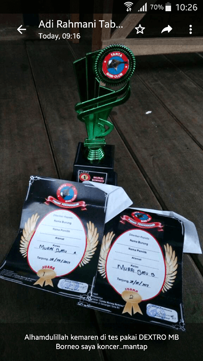 Vitamin untuk burung Murai Batu lomba