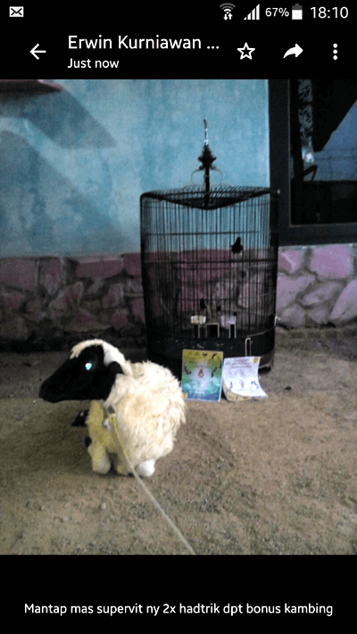 Smart SUPERVIT, Vitamin burung Murai Batu Lomba