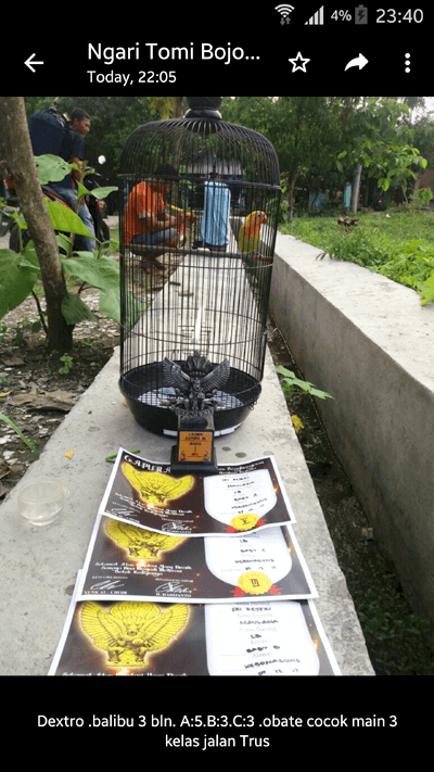 Vitamin untuk burung Lovebird