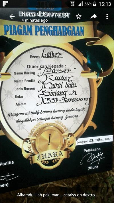 Vitamin untuk burung Murai Batu lomba