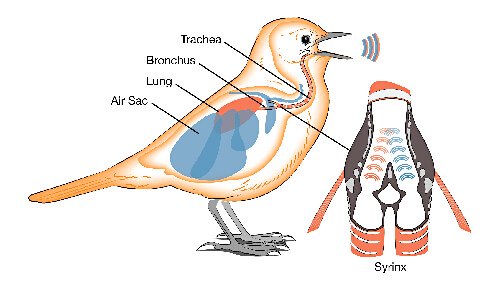 Pita Suara Burung Pita Suara Burung