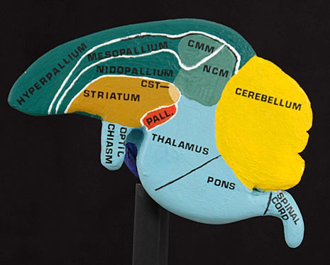 Struktur otak burung