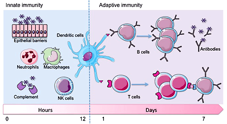 Adaptive Immunity