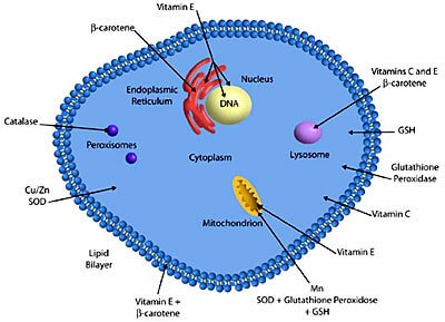 Fungsi vitamin di Smart STAMINO