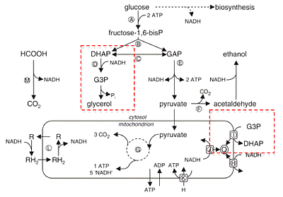 ATP Figure