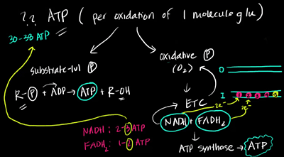 ATP Effect