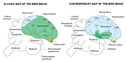 Territory Therapy, Terapi Mental untuk Burung Lomba (97% Berhasil)