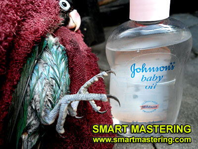 Baby Oil untuk Burung