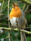 Burung Robin