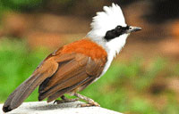 Burung Poksay Mandarin