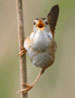 Burung Ciblek Sawah