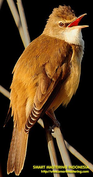 Featured image of post Burung Cucak Jenggot Mini Burung cucak jenggot umumnya digunakan sebagai burung master