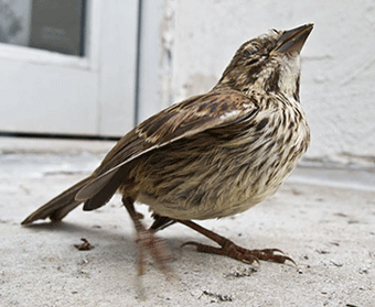 Burung Sakit