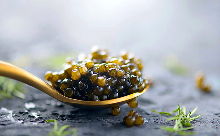 Caviar Sturgeon kaya nutrisi untuk burung