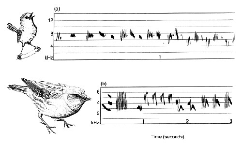 Frekuensi Pita Suara Burung