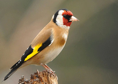 Burung Goldfinch
