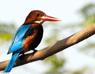 Burung Tengkek Sungai