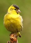 Burung Yellow Finch