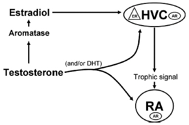 Smart NHB, Steroid Hormone