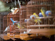 Pasar Burung di Luar Negeri