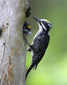 Suara Burung Pelatuk Beras