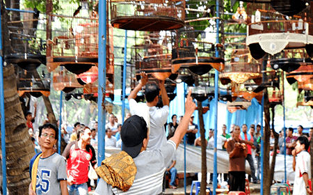 Pelomba Burung