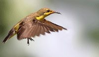 Burung Kolibri