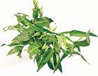 Sayur Kangkung