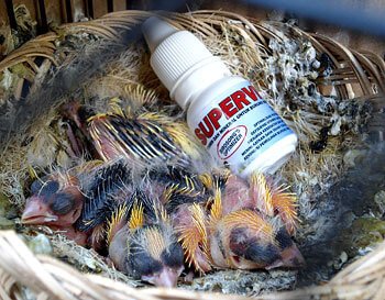 Smart SUPERVIT, Vitamin Burung terbaik untuk Burung